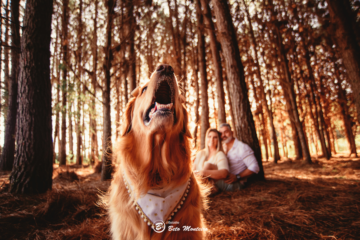 fotografo de casamento - videos de casamento - filmagem - casamento - cinegrafista - filmmaker - wedding - produtora - curitiba - estudio beto monteiro - casal - pre wedding - Mirian e Ulisses e Bella - Pet - Golden - Foto com pet - Familia
