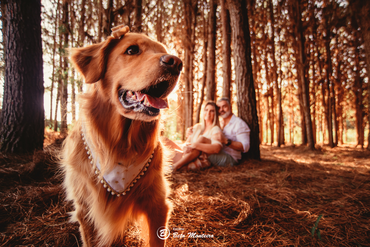 fotografo de casamento - videos de casamento - filmagem - casamento - cinegrafista - filmmaker - wedding - produtora - curitiba - estudio beto monteiro - casal - pre wedding - Mirian e Ulisses e Bella - Pet - Golden - Foto com pet - Familia